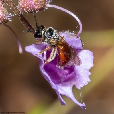 Exoneura sp. (genus) (A reed bee) at Acton, ACT - 9 Nov 2022 by Roger