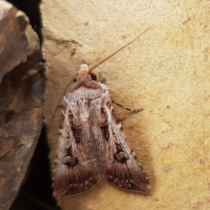 Agrotis munda at Gundaroo, NSW - 15 Dec 2019 12:19 PM