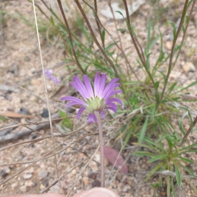 Calotis scabiosifolia var. integrifolia (Rough Burr-daisy) at Booth, ACT - 9 Nov 2022 by gregbaines