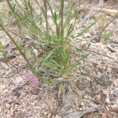 Calotis scabiosifolia var. integrifolia at Booth, ACT - 9 Nov 2022