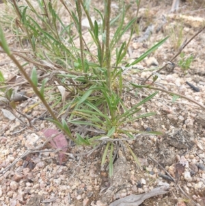 Calotis scabiosifolia var. integrifolia at Booth, ACT - 9 Nov 2022