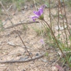 Calotis scabiosifolia var. integrifolia at Booth, ACT - 9 Nov 2022