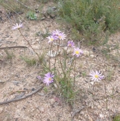 Calotis scabiosifolia var. integrifolia at Booth, ACT - 9 Nov 2022 03:48 PM