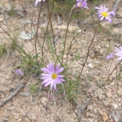 Calotis scabiosifolia var. integrifolia at Booth, ACT - 9 Nov 2022 03:48 PM