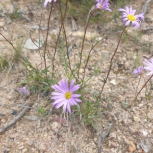 Calotis scabiosifolia var. integrifolia at Booth, ACT - 9 Nov 2022