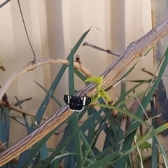 Phalaenoides glycinae at Kambah, ACT - 10 Nov 2022