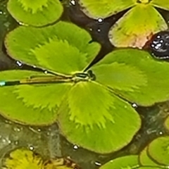 Unverified Damselfly (Zygoptera) at Molonglo Valley, ACT - 10 Nov 2022 by galah681