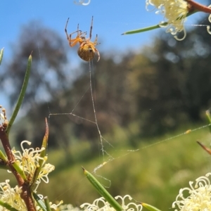 Salsa fuliginata at Molonglo Valley, ACT - 10 Nov 2022