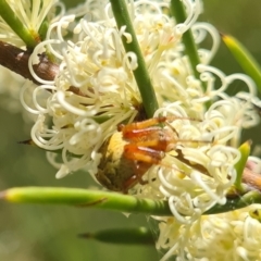 Salsa fuliginata at Molonglo Valley, ACT - 10 Nov 2022 11:25 AM