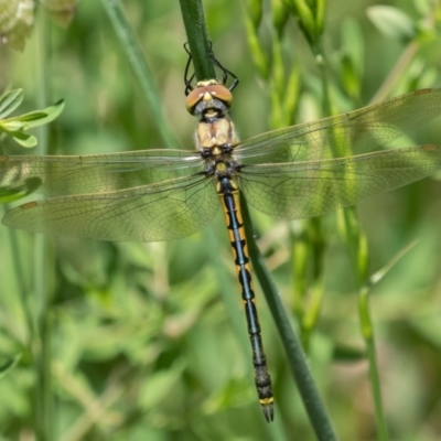 Hemicordulia tau (Tau Emerald) at Jerrabomberra, ACT - 10 Nov 2022 by rawshorty