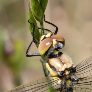 Hemicordulia tau at Jerrabomberra, ACT - 10 Nov 2022