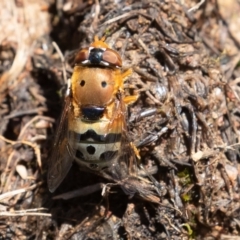 Austalis pulchella (Hover fly) at Jerrabomberra, ACT - 10 Nov 2022 by rawshorty