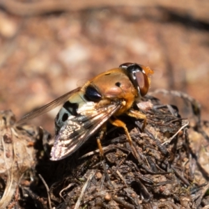 Austalis pulchella at Jerrabomberra, ACT - 10 Nov 2022