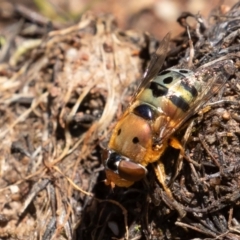 Austalis pulchella at Jerrabomberra, ACT - 10 Nov 2022 01:20 PM