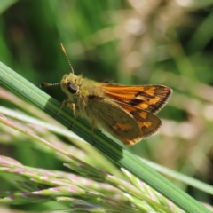 Ocybadistes walkeri (Green Grass-dart) at Kambah, ACT - 10 Nov 2022 by MatthewFrawley