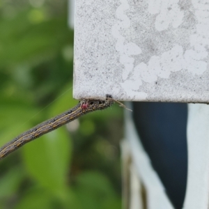 Chlenias (genus) at Spence, ACT - 10 Nov 2022