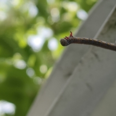 Chlenias (genus) at Spence, ACT - 10 Nov 2022