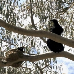 Corcorax melanorhamphos (White-winged Chough) at Nicholls, ACT - 8 Nov 2022 by KMcCue