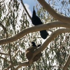 Corcorax melanorhamphos at Nicholls, ACT - 9 Nov 2022