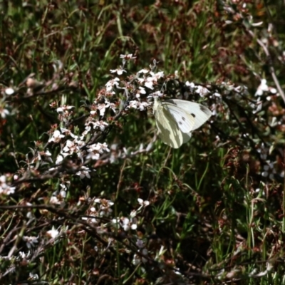 Pieris rapae (Cabbage White) at Nicholls, ACT - 8 Nov 2022 by KMcCue