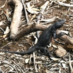 Pogona barbata (Eastern Bearded Dragon) at Nicholls, ACT - 8 Nov 2022 by KMcCue