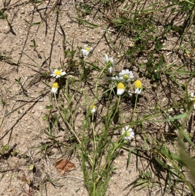 Matricaria chamomilla (Chamomile Daisy) at Yarralumla, ACT - 10 Nov 2022 by MattM