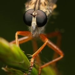 Cerdistus sp. (genus) (Yellow Slender Robber Fly) at Mount Painter - 9 Nov 2022 by amiessmacro
