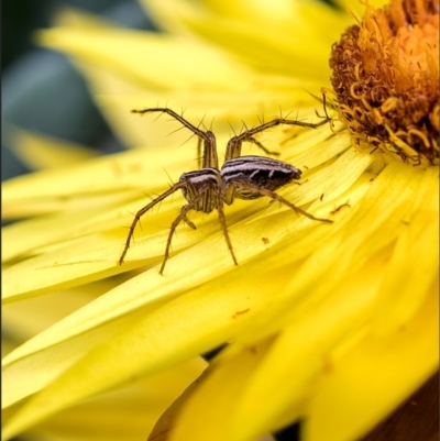 Oxyopes sp. (genus) (Lynx spider) at Holt, ACT - 10 Nov 2022 by Margo