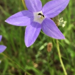 Apiformes (informal group) (Unidentified bee) at Stromlo, ACT - 8 Nov 2022 by actforbees