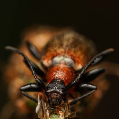 Lagriini sp. (tribe) (Unidentified lagriine darkling beetle) at Stromlo, ACT - 9 Nov 2022 by amiessmacro