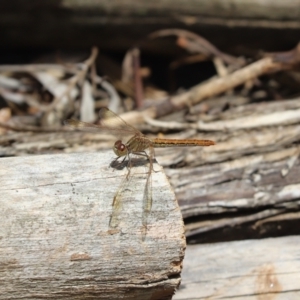 Diplacodes haematodes at Cook, ACT - 8 Nov 2022