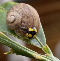 Illeis galbula (Fungus-eating Ladybird) at Wanniassa, ACT - 5 Nov 2022 by jks