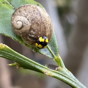 Illeis galbula at Wanniassa, ACT - 5 Nov 2022