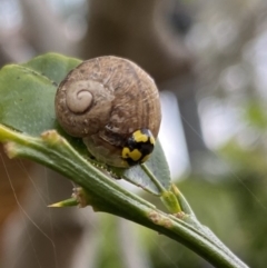 Illeis galbula at Wanniassa, ACT - 5 Nov 2022