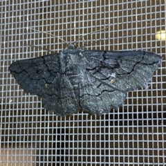 Melanodes anthracitaria (Black Geometrid) at Jerrabomberra, NSW - 10 Nov 2022 by SteveBorkowskis