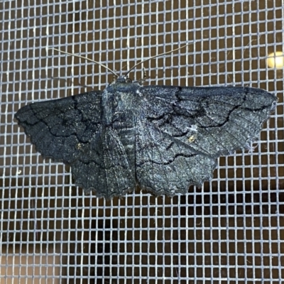 Melanodes anthracitaria (Black Geometrid) at Jerrabomberra, NSW - 10 Nov 2022 by Steve_Bok