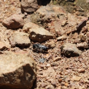 Megachile (Hackeriapis) oblonga at Cook, ACT - 10 Nov 2022