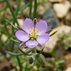 Spergularia rubra (Sandspurrey) at Crooked Corner, NSW - 9 Nov 2022 by Milly