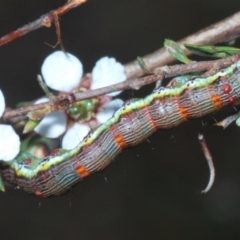 Lepidoptera unclassified IMMATURE moth at Cook, ACT - 9 Nov 2022 by Harrisi