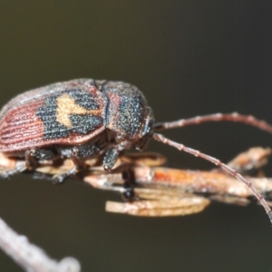 Cadmus (Cadmus) crucicollis at Molonglo Valley, ACT - 9 Nov 2022