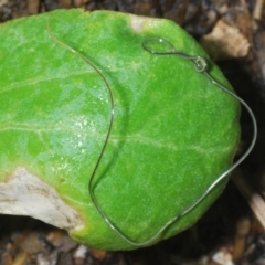 Nematomorpha (phylum) at Stirling, ACT - 7 Nov 2022