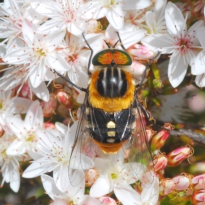 Scaptia (Scaptia) auriflua (A flower-feeding march fly) at Coree, ACT - 8 Nov 2022 by Harrisi