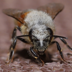 Apis mellifera at Evatt, ACT - 8 Nov 2022