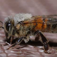 Apis mellifera at Evatt, ACT - 8 Nov 2022 06:54 PM