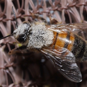 Apis mellifera at Evatt, ACT - 8 Nov 2022 06:54 PM