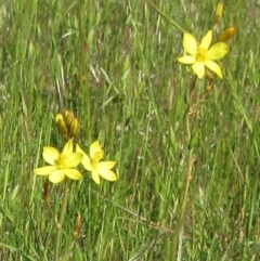 Bulbine bulbosa (Golden Lily, Bulbine Lily) at Weetangera, ACT - 9 Nov 2022 by sangio7