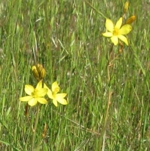 Bulbine bulbosa at Weetangera, ACT - 9 Nov 2022