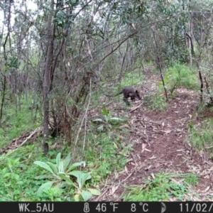 Wallabia bicolor at Coree, ACT - 2 Nov 2022