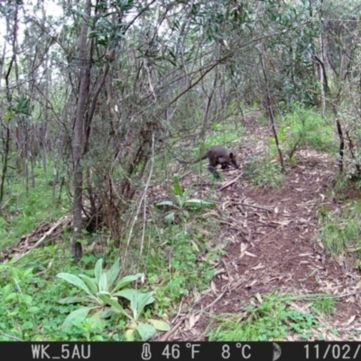 Wallabia bicolor (Swamp Wallaby) at Coree, ACT - 2 Nov 2022 by A.mitchell