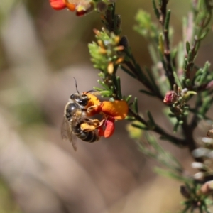 Trichocolletes sp. (genus) at Cook, ACT - 10 Nov 2022